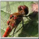 Sympetrum striolatum - Grosse Heidelibelle m11.jpg